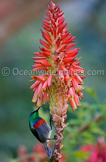 Lessor Double-collared Sunbird photo Lessor Double-collared Sunbird photo