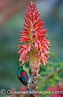 Lessor Double-collared Sunbird Photo - Chris and Monique Fallows