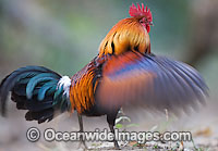 Red Junglefowl Gallus gallus Photo - Chris and Monique Fallows