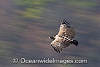 Indian Vulture Gyps indicus Photo - Chris and Monique Fallows