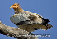 Egyptian Vulture Neophron percnopterus Photo - Chris and Monique Fallows