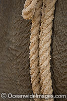 Indian Elephant captured Photo - Chris and Monique Fallows