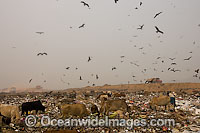 People and wildlife at dumpsite Photo - Chris and Monique Fallows
