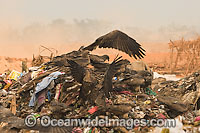 Wildlife scavenging at dumpsite Photo - Chris and Monique Fallows