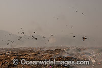People and wildlife scavenging dumpsite Photo - Chris and Monique Fallows