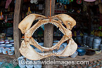 Shark jaws Photo - Chris and Monique Fallows
