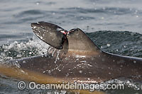 Great White Shark with damaged fin Photo - Chris and Monique Fallows