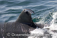 Great White Shark with satelite tag Photo - Chris and Monique Fallows