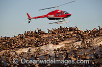 Helicopter over Seal colony Photo - Chris and Monique Fallows