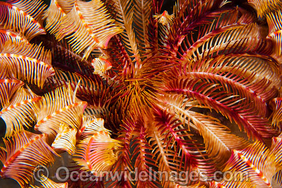 Crinoid Feather Stars photo Crinoid Feather Stars photo