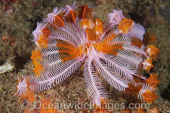 Crinoid Feather Stars photo Crinoid Feather Stars photo