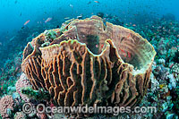 Barrel Sponge Xestospongia testudinaria Photo - Gary Bell