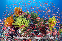 Fish and coral Photo - Gary Bell