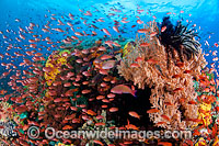 Great Barrier Reef Photo - Gary Bell