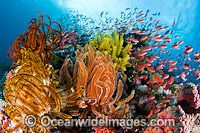 Fish and coral Photo - Gary Bell