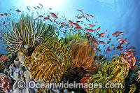Fish coral and crinoids Photo - Gary Bell