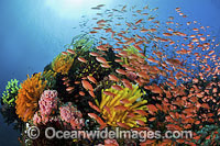Great Barrier Reef Photo - Gary Bell