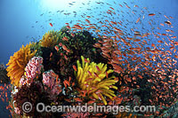 Fish coral and crinoids Photo - Gary Bell