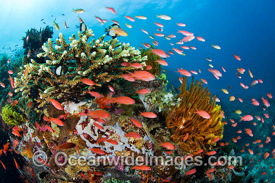 Great Barrier Reef photo