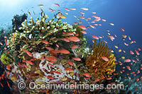 Great Barrier Reef Photo - Gary Bell