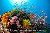 Great Barrier Reef Photo - Gary Bell