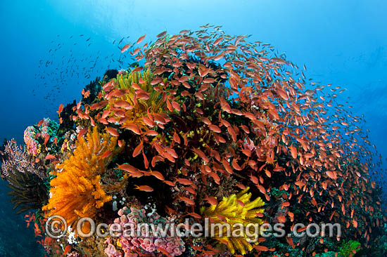 Fish and coral photo