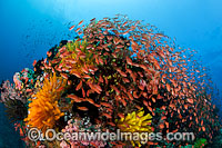 Fish and coral Photo - Gary Bell