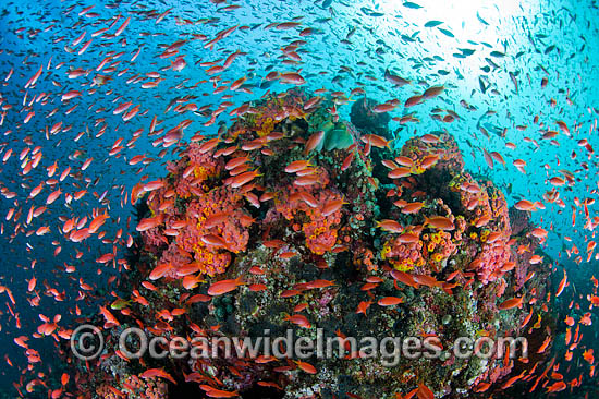 Great Barrier Reef photo Great Barrier Reef photo