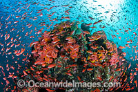Great Barrier Reef Photo - Gary Bell