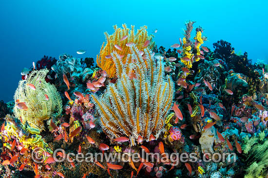 Great Barrier Reef photo Great Barrier Reef photo