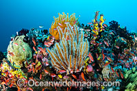 Great Barrier Reef Photo - Gary Bell