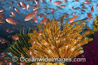 Fish coral and feather stars Photo - Gary Bell