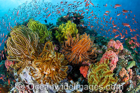 Great Barrier Reef photo Great Barrier Reef photo