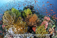 Great Barrier Reef Photo - Gary Bell