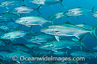 Amberjack Seriola dumerili Photo - Michael Patrick O'Neill