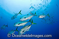 Schooling Horse-Eye Jack Photo - Michael Patrick O'Neill