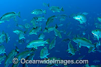 Schooling Cubera Snapper Photo - Michael Patrick O'Neill