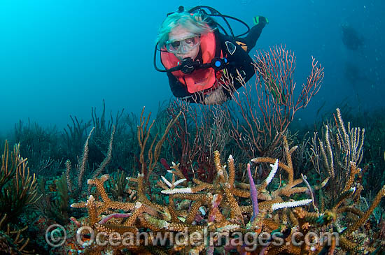 Diseased Coral photo Diseased Coral photo