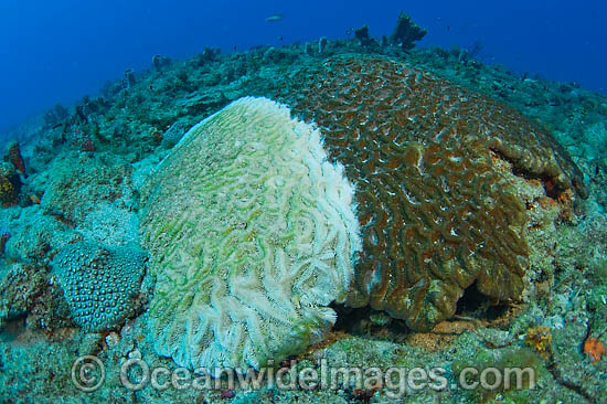Brain coral with white plague photo Brain coral with white plague photo
