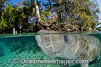 Florida Manatee Photo - Michael Patrick O'Neill