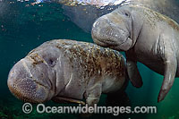 Florida Manatee Photo - Michael Patrick O'Neill