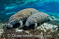 Florida Manatee Photo - Michael Patrick O'Neill