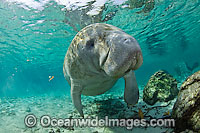 Florida Manatee Photo - Michael Patrick O'Neill