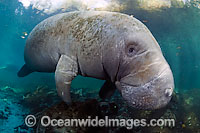 Florida Manatee Photo - Michael Patrick O'Neill