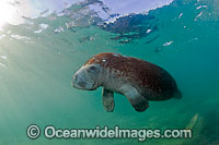 Florida Manatee Photo - Michael Patrick O'Neill