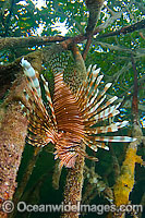 Volitans Lionfish hunting in mangrove Photo - Michael Patrick O'Neill