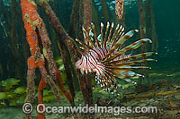 Volitans Lionfish hunting in mangrove Photo - Michael Patrick O'Neill