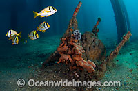 Garbage litters ocean floor Photo - Michael Patrick O'Neill