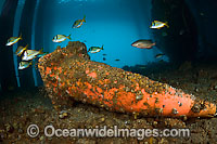 Witches hat garbage thrown under jetty Photo - Michael Patrick O'Neill