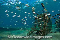 Fish swarm discarded Shopping cart Photo - Michael Patrick O'Neill